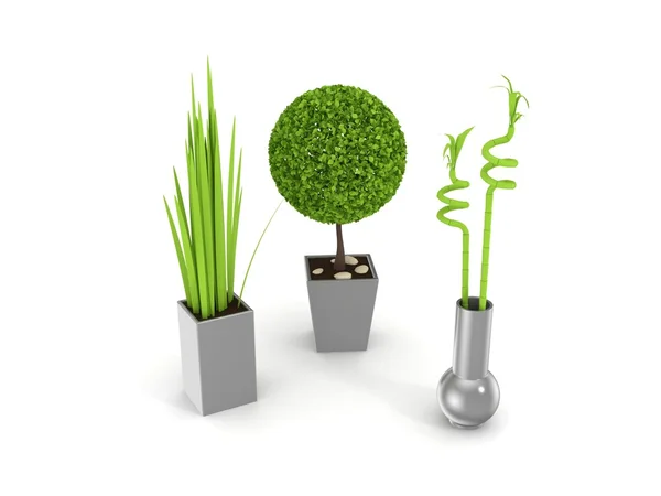 Plantas decorativas aisladas en blanco . — Foto de Stock