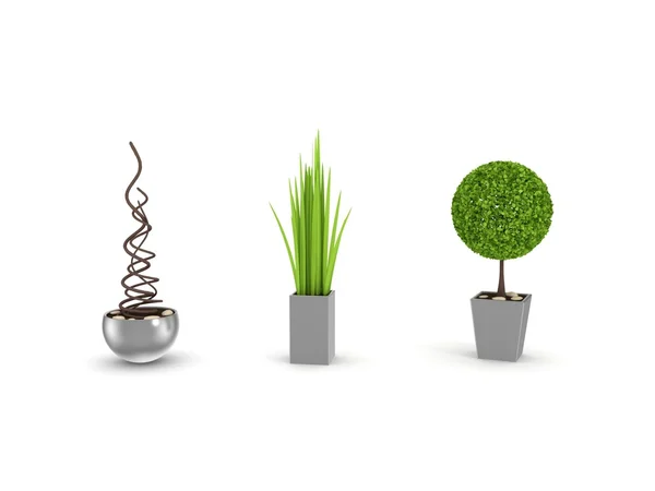 Plantas decorativas aisladas en blanco . — Foto de Stock