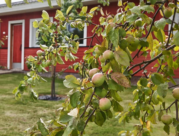 Apple-tree — Stock Photo, Image