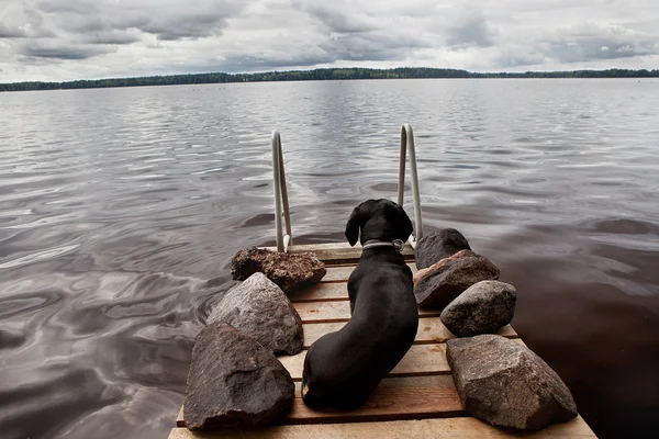 Sonhador de cão — Fotografia de Stock