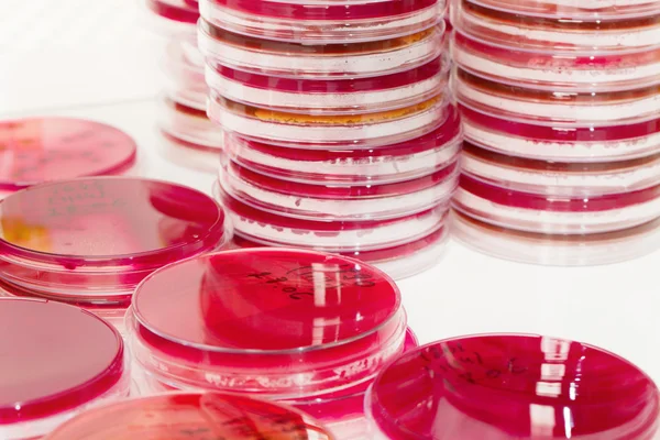 Микробиологические лаборатории — стоковое фото