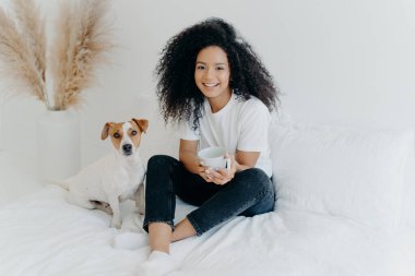 Relaxed attractive Afro American woman drinks aromatic hot drink from white mug, poses on bed together with jack russell terrier dog, enjoy domestic atmosphere, being in cozy bedroom at home