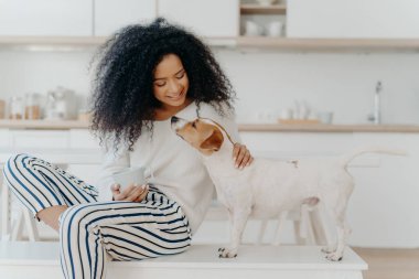 Delighted curly woman with cheerful expression poses with jack russell terrier dog at home, drinks aromatic beverage, dressed in white sweater and striped pants, sit in kitchen. Lady petting puppy