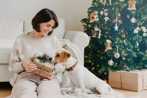 Photo of glad brunette woman holds Christmas present, poses on floor with pedigree jack russell terrier dog against cozy interior, decorated New Year tree. Festive mood, celebration concept.