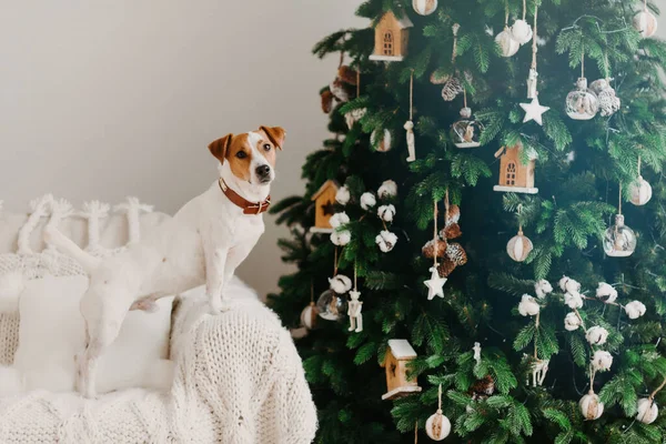 Vacaciones Invierno Ambiente Doméstico Jack Russell Terrier Dog Poses Decorated —  Fotos de Stock