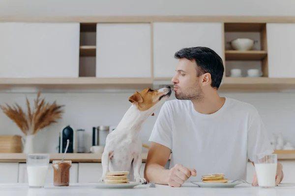 Male host kisses with dog, eat tasty pancakes, drink fresh milk, pose at kitchen during morning time. Mutual love between people and animals. Jack russell terrier and his host have breakfast together