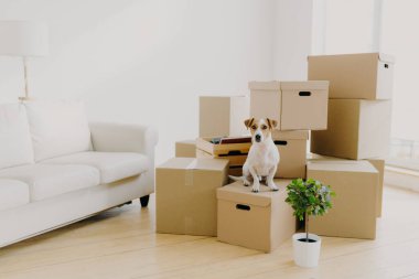 Hayvanlar, yer değiştirme ve taşınma konsepti. Küçük soylu köpek, kişisel ev sahipleriyle birlikte yaşayacağı yeri değiştiren, kanepeli boş bir oda gibi kutuların üzerine poz verir.