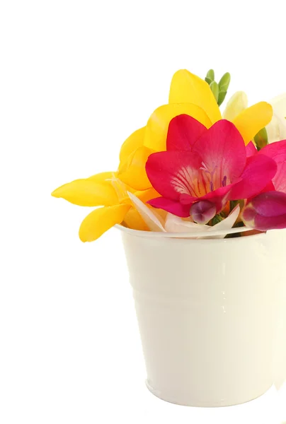 Lindas flores freesia em balde isolado em branco — Fotografia de Stock