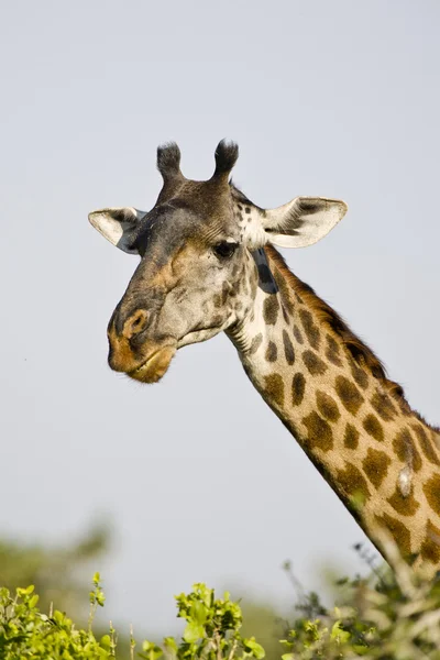 Porträtt av en giraff giraffa, tanzania Stockbild