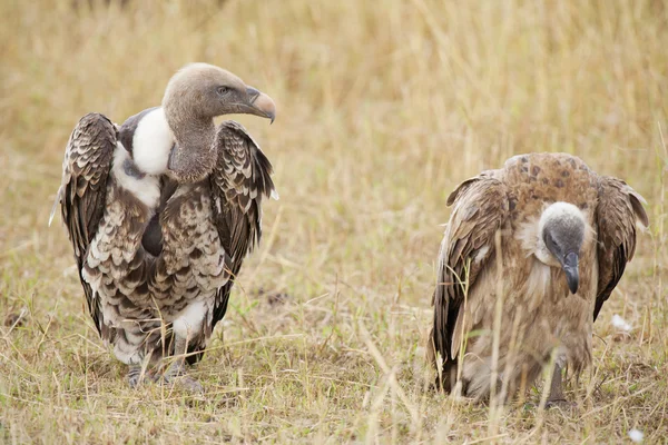White-backed Vulture (Gyps africanus) — Stock Photo, Image