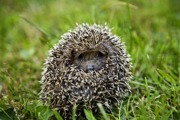 Igel sitzt auf Gras — Stockfoto