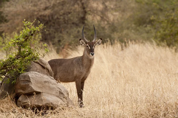 Defassa Waterbuck 7299 — Stock Photo, Image