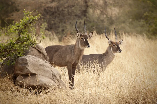 Defassa Waterbuck 7301 — Stock Photo, Image