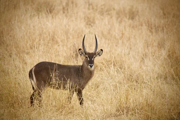 Defassa vattenbock 7306 — Stockfoto