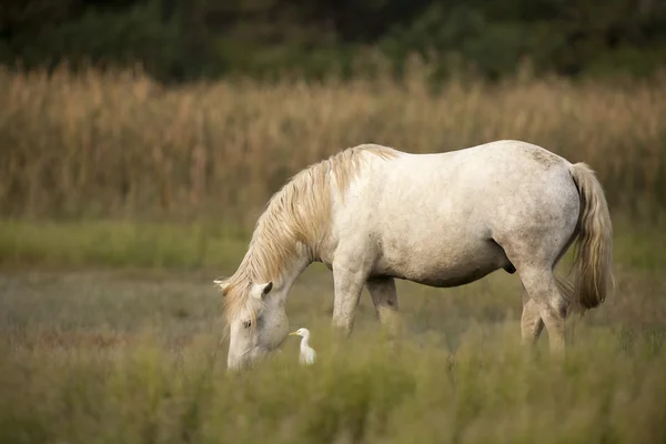 White horses of Camargue, Provence, France — Stock Photo, Image