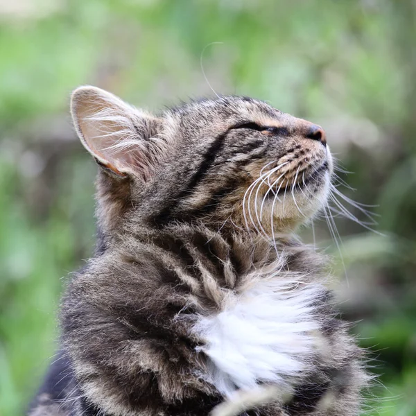 Gatto sull'erba — Foto Stock