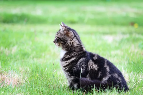 Gatto sull'erba — Foto Stock