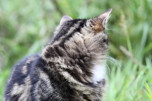 Katze auf dem Gras — Stockfoto