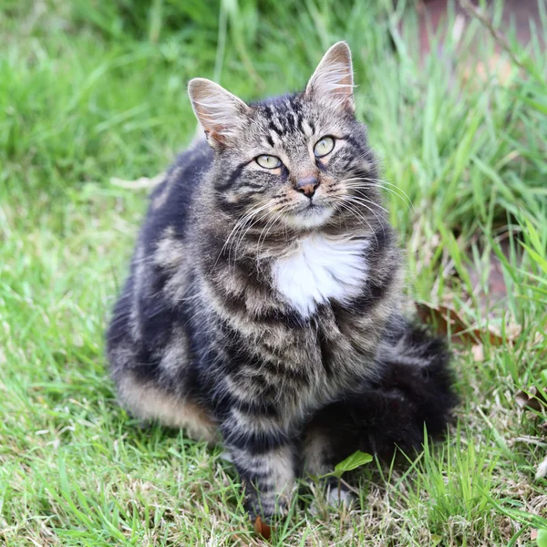 Kočka na trávě — Stock fotografie