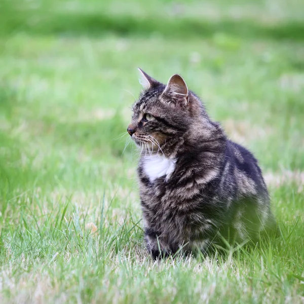 Kot na trawie Obrazy Stockowe bez tantiem