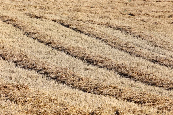 Sraw pšenice — Stock fotografie