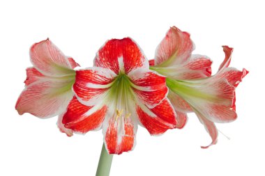 gippeastrum, nergis zambağı (latin hippeastrum, nergis zambağı)
