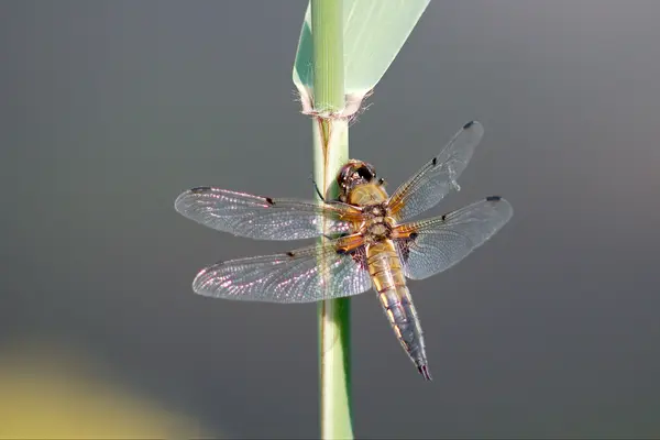Драконяча муха сидить на очереті — стокове фото