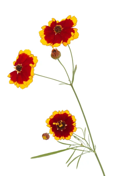 Flowers of coreopsis (Lat. Coreopsis drummondii) — Stock Photo, Image