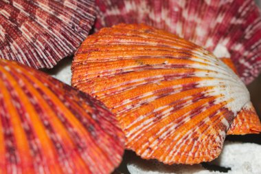 Royal tarak shell