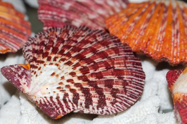 Royal tarak shell