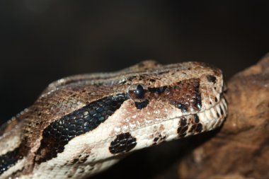Python, değil zehirli yılan (Latince pythonidae)