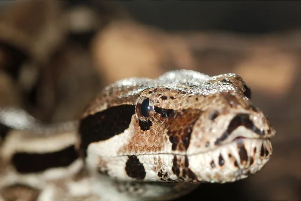 파이썬, 아니 악의 찬 뱀 (라틴어 pythonidae) — 스톡 사진