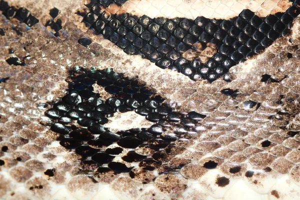 Piel de serpiente —  Fotos de Stock