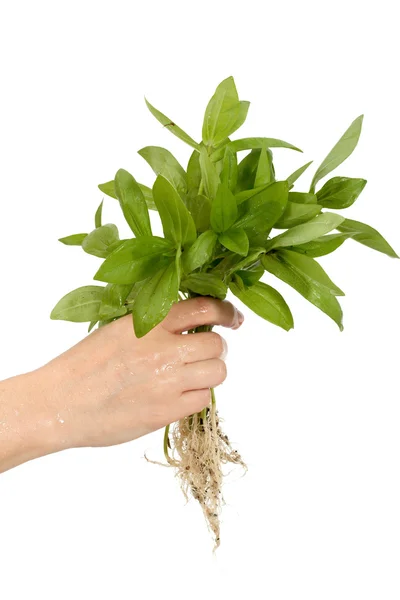 Human hand and young plant — Stock Photo, Image