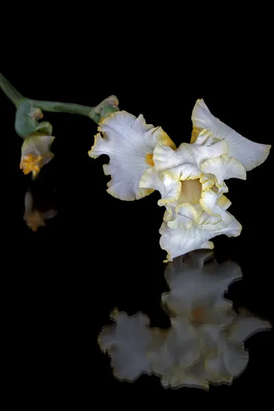 虹膜，南纬虹膜，孤立在黑色背景上的花 — 图库照片