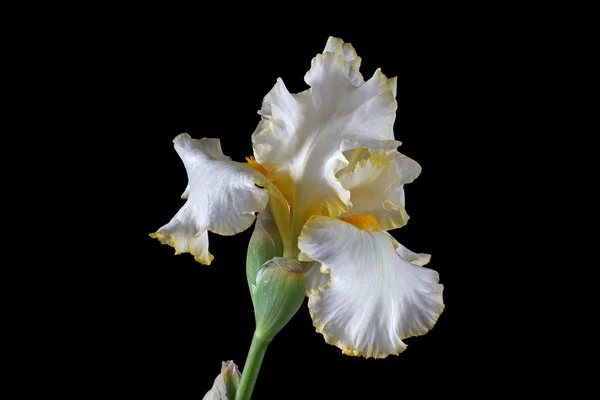 Virág írisz, lat. Iris, elszigetelt fekete háttérrel — Stock Fotó