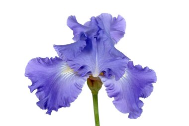 Beyaz arka plan üzerinde izole İris, lat. Iris, çiçek