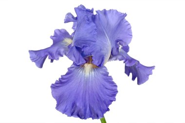Beyaz arka plan üzerinde izole İris, lat. Iris, çiçek