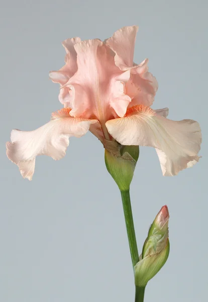 Flor de íris, lat. Íris, isolado em fundos cinzentos — Fotografia de Stock