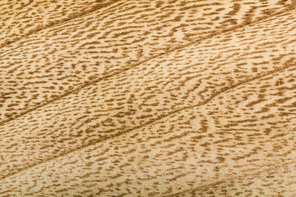 木质纹理背景 — 图库照片