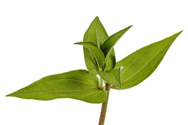 çiçek, izole bir beyaz zemin üzerine yeşil yapraklar