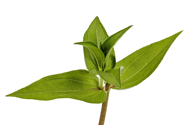 Folhas verdes de flor, isoladas sobre um fundo branco — Fotografia de Stock