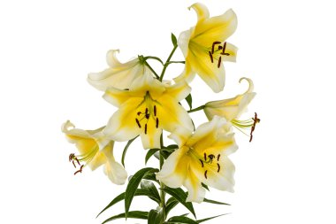 çiçekler lily, lat. lilium oryantal melez, beyaz ba izole