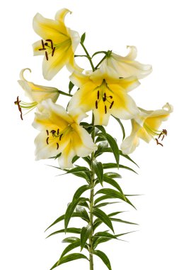 çiçekler lily, lat. lilium oryantal melez, beyaz ba izole