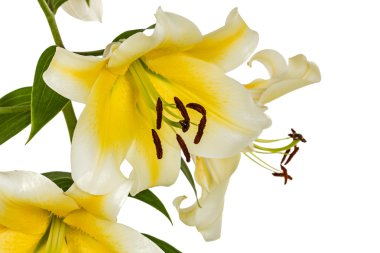çiçekler lily, lat. lilium oryantal melez, beyaz ba izole