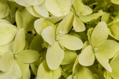 arka planında çiçekler ortancaları paniculata, lat.hydrangea panik