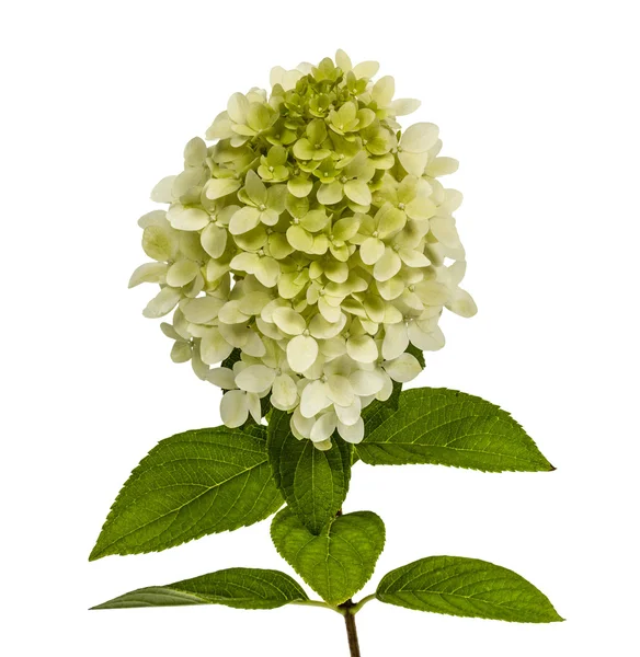 Blüten der Hortensien paniculata, lat.hortengea paniculata, isol — Stockfoto