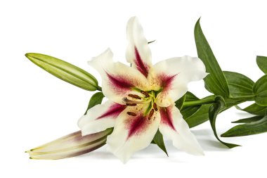 çiçekler lily, lat. lilium oryantal melez, beyaz ba izole