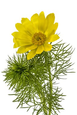 Flowers of Adonis, lat. Adonis vernalis, isolated on white backg clipart