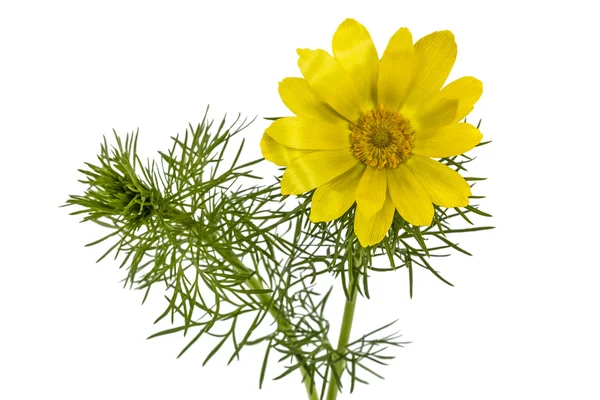 Blüten von Adonis, lat. adonis vernalis, isoliert auf weißem Rücken — Stockfoto